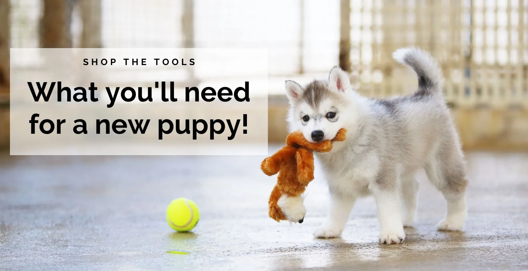 Best place to clearance buy puppy supplies